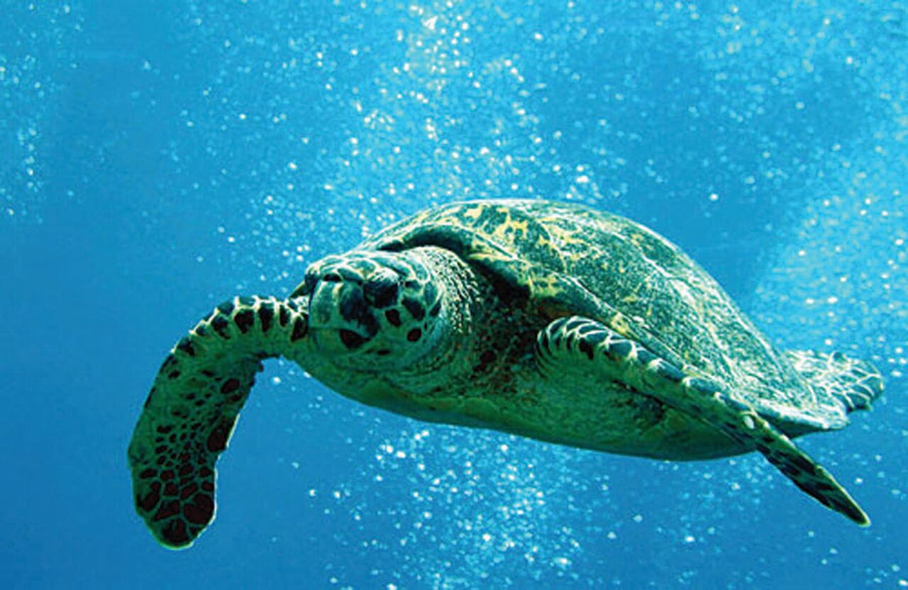 Updated - Hawaii Nautical - Oahu: Turtles Guaranteed Morning Snorkel Sail - April through November - Kewalo Basin Harbor