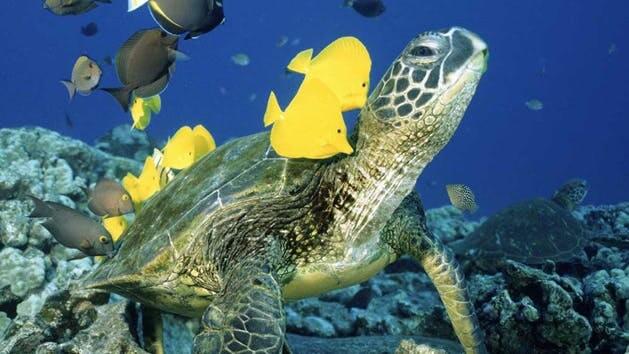Manakai Catamaran - Waikiki Turtle Snorkel Adventure