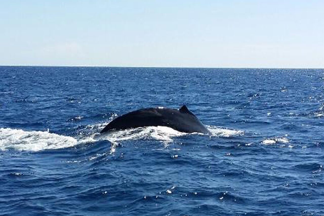 Updated - Hawaii Nautical - Oahu: Whales Guaranteed 2HR Sail (Dec.-March) - Waianae Harbor