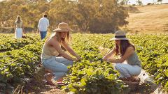 2024 Strawberry Patch Hosted Tour