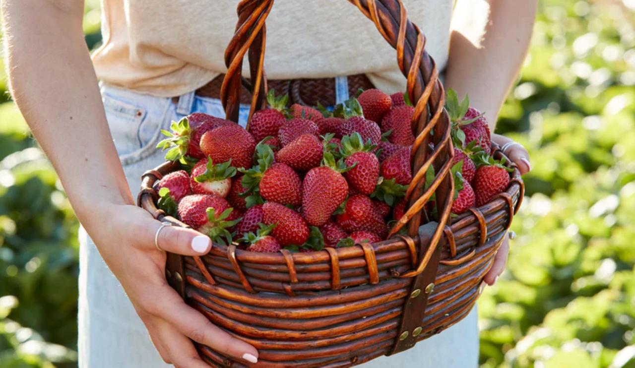 Strawberry Immersion and Cooking Experience - Wellness Wander