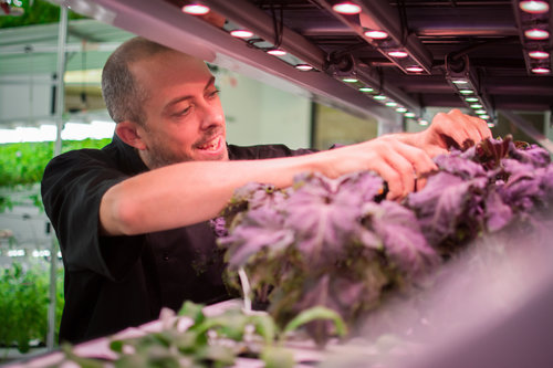 Hydroponics & Indoor Farming