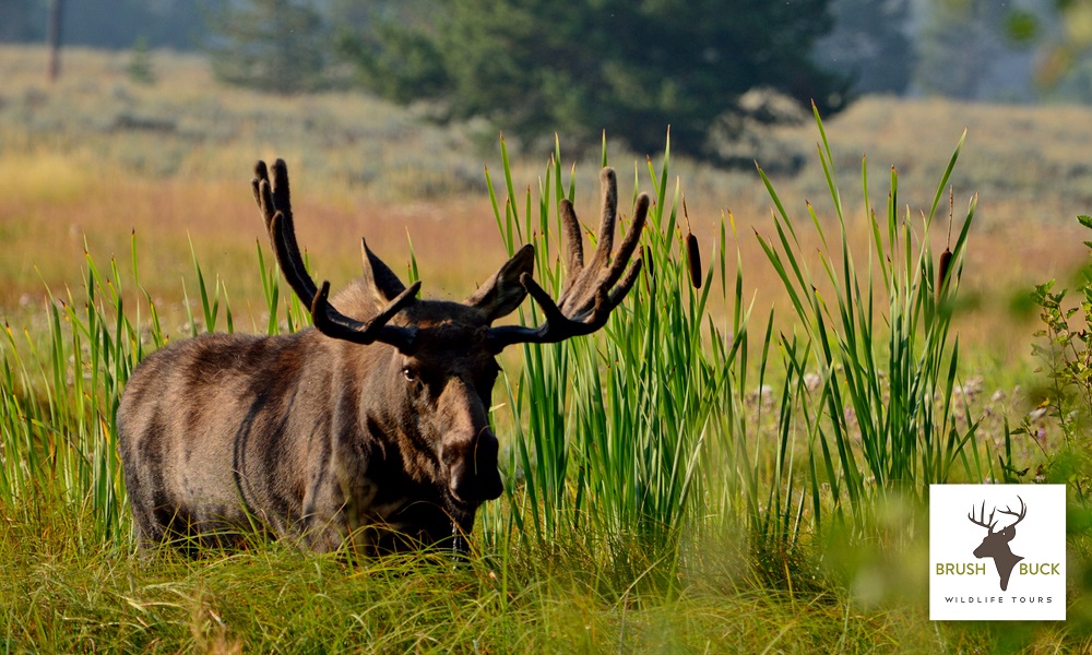 Grand Teton Full Day Tour (PUBLIC)