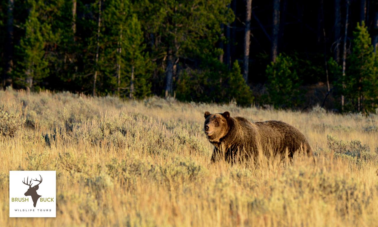 PRIVATE Grand Teton / Yellowstone 4 Day / 3 Night Wildlife Adventure