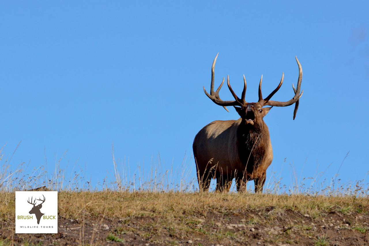 Grand Teton / Yellowstone 2 Day / 1 Night Wildlife Tour