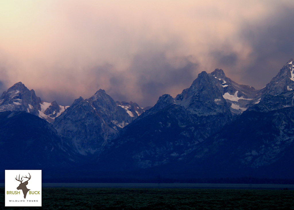 Grand Teton Four Hour PRIVATE DUSK Tour - BrushBuck Wildlife Tours ...