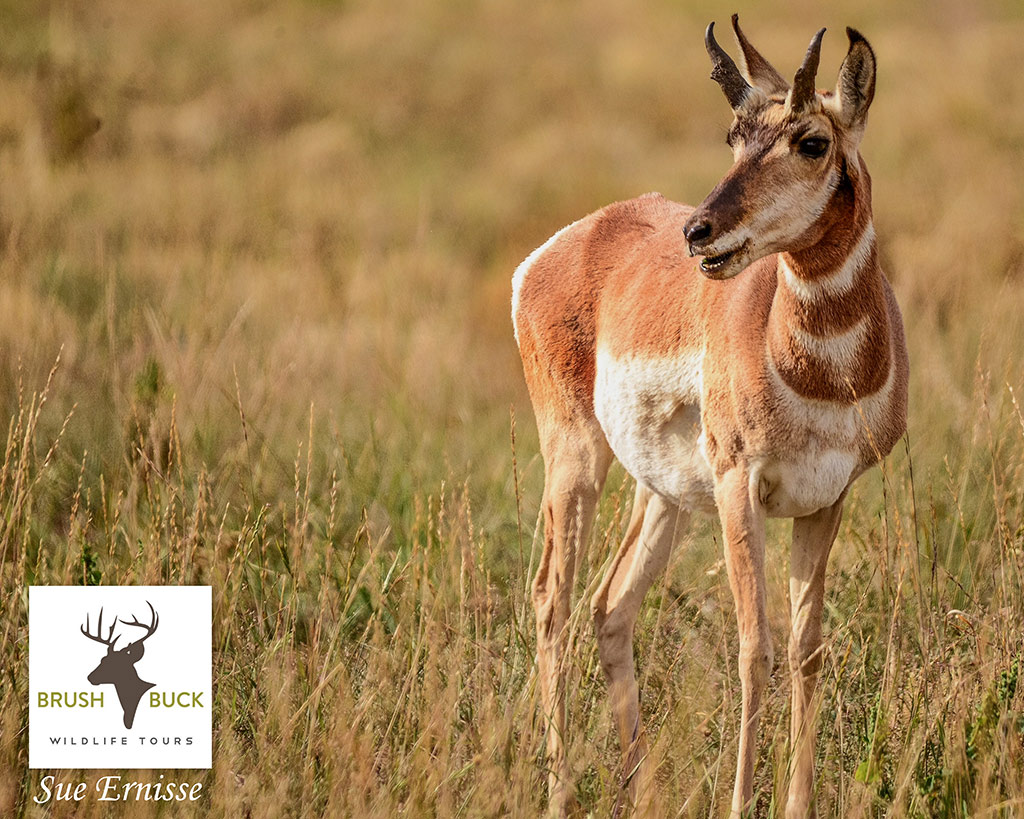 Yellowstone Old Faithful And Lower Loop - PRIVATE - BrushBuck Wildlife ...