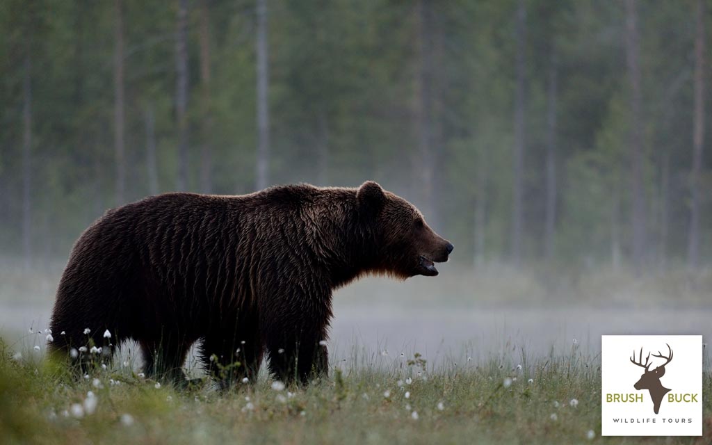 Yellowstone Wildlife and Scenic Tour - PRIVATE