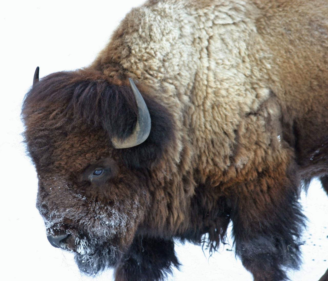 WINTER Grand Teton Winter Wonderland - Full Day Tour - PUBLIC