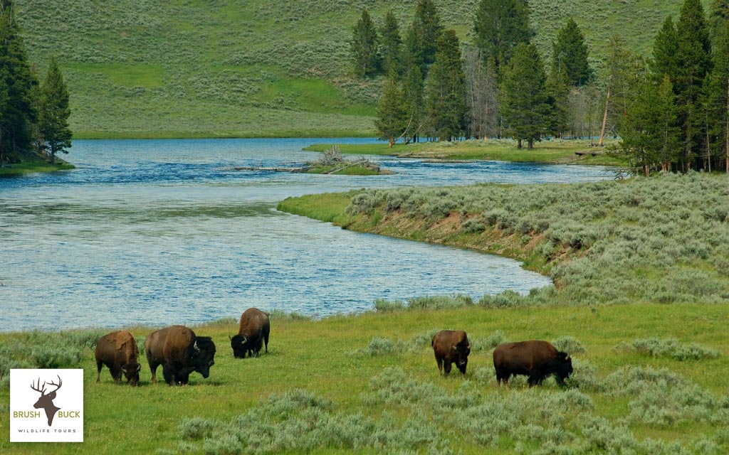 Yellowstone Wildlife And Scenic Tour Private Brushbuck Wildlife Tours Reservations