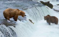 Alaska Coastal Brown Bears to Denali 7 Day Adventure