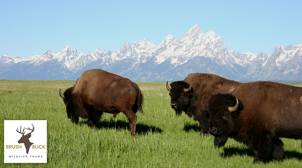 Grand Teton Four Hour PUBLIC DUSK Tour BrushBuck Wildlife Tours