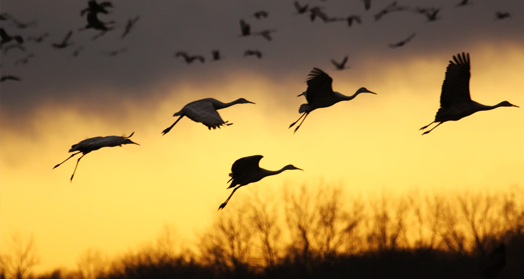 The Great Sandhill Crane Migration