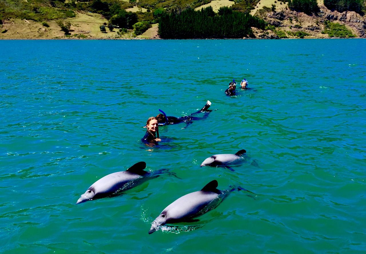 Dolphin Swimming 10.15am