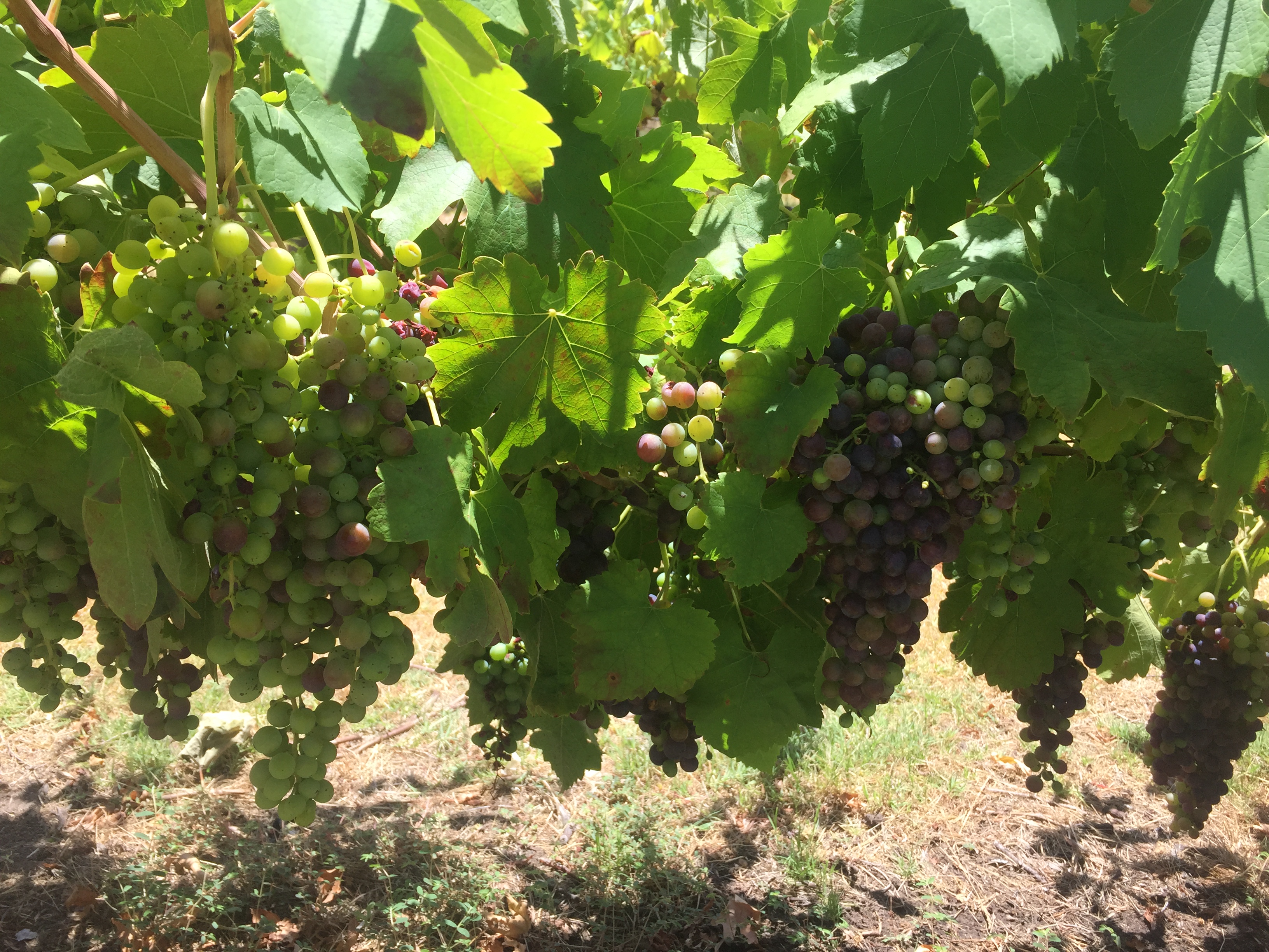 Group Booking - Wagon Deluxe - Horse Drawn Wagon Tour