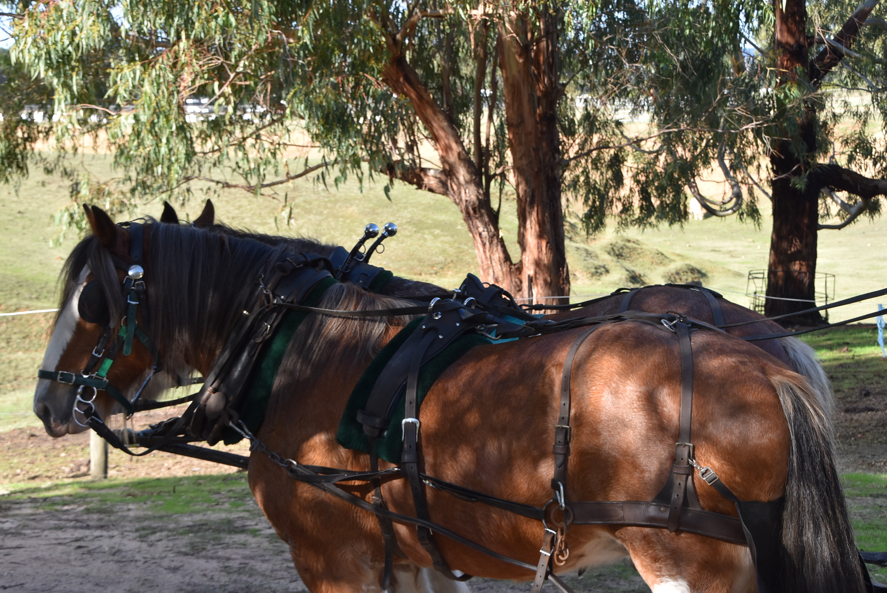 Group Booking - Wagon Deluxe - Horse Drawn Wagon Tour