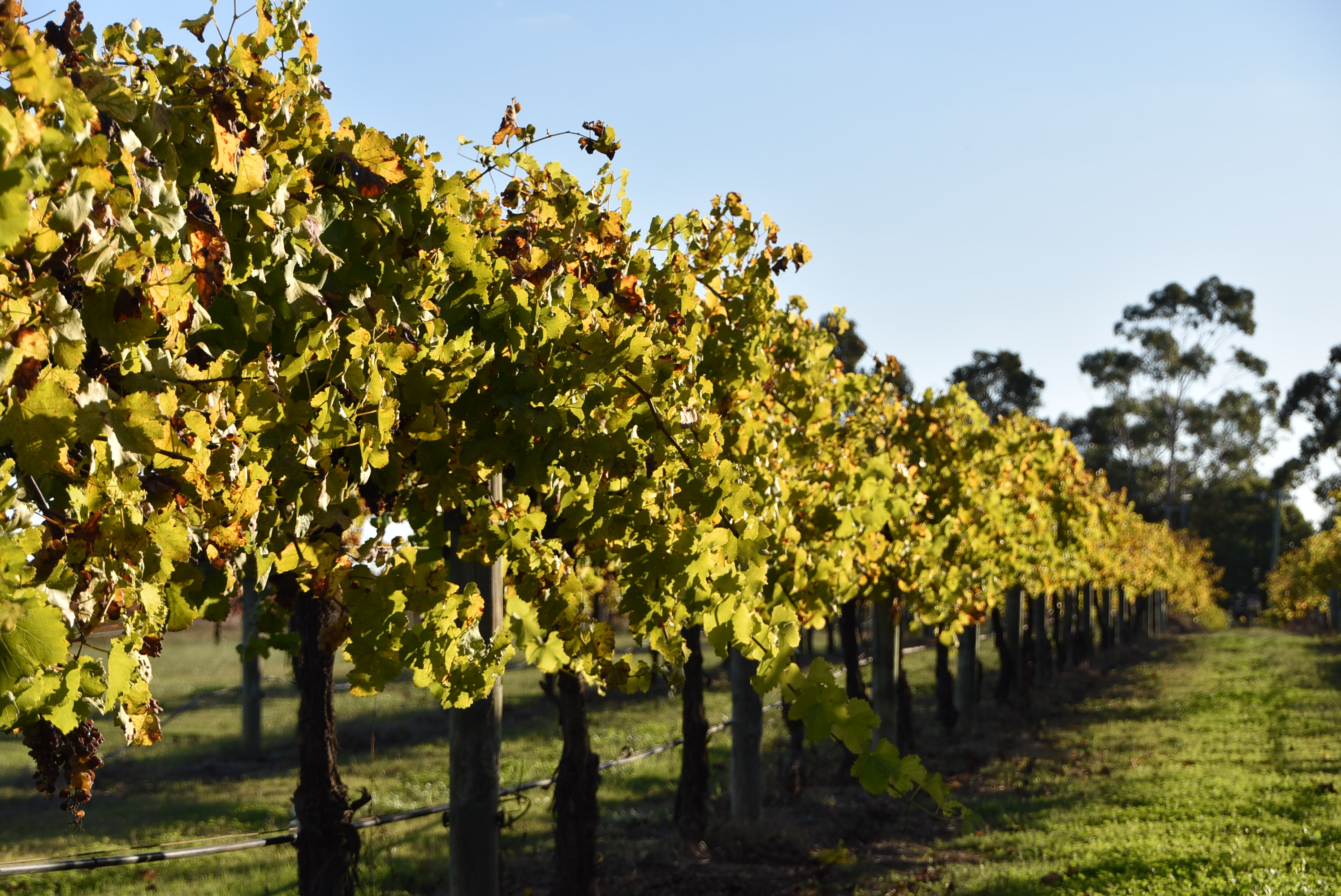 Group Booking - Wagon Deluxe - Horse Drawn Wagon Tour