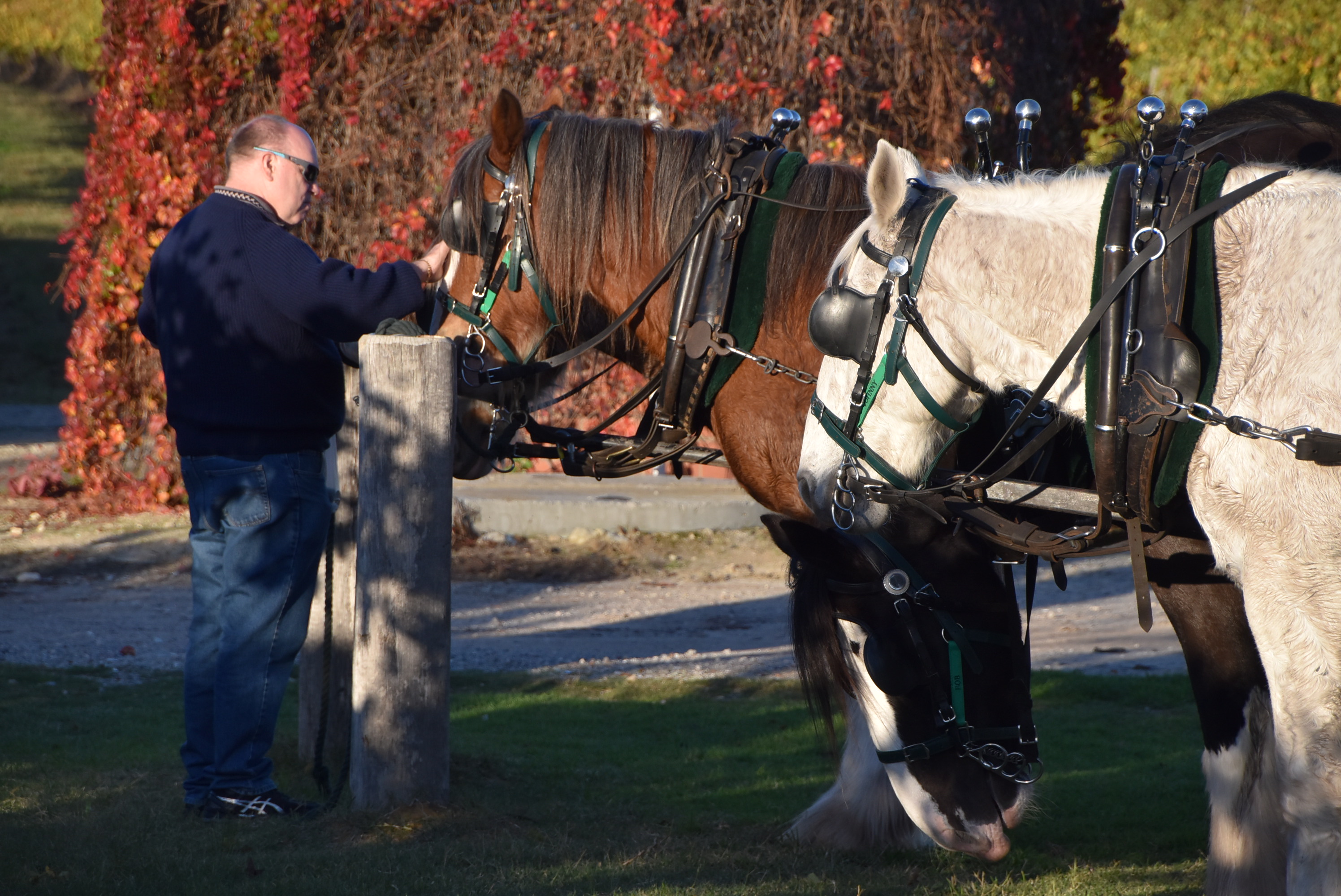 Group Booking - Wagon Deluxe - Horse Drawn Wagon Tour