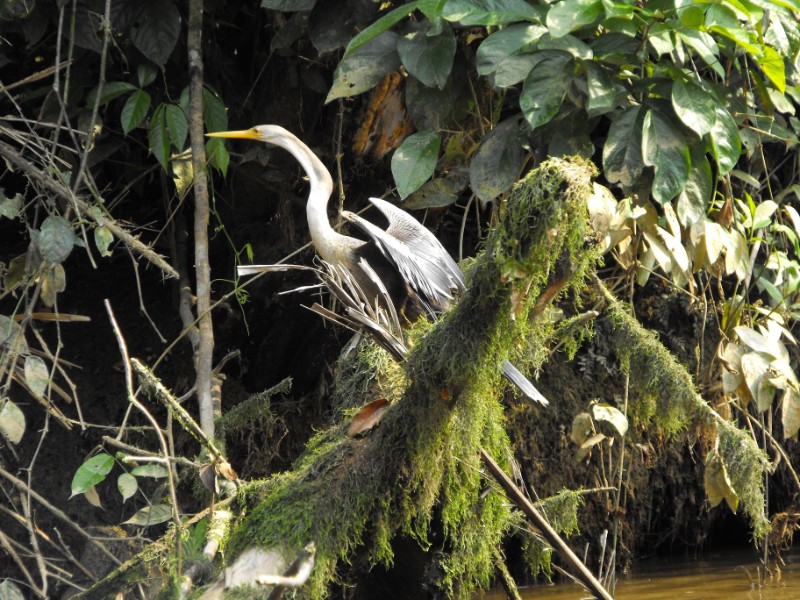Cuyabeno Amazon Eco-Lodge Adventure 6D/5N
