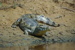 Bolivian Amazon Pampas Air-Expedition 5D/4N (from La Paz)