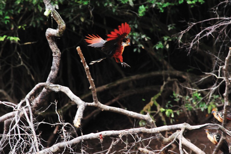 Cuyabeno Amazon Eco-Lodge Adventure 5D/4N