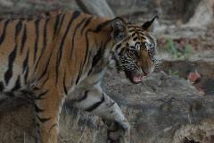 Bandhavgarh Tiger Experience 3D/2N