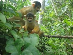 Bolivian Amazon Pampas Air-Expedition 4D/3N (from La Paz)