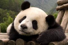 Chengdu & Pandas Experience 3D/2N