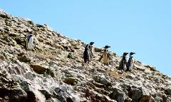 Ballestas Islands Sightseeing Boat Ride (from Paracas)