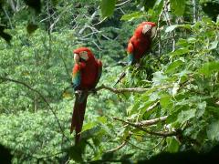 Madidi & Pampas Amazon Air-Expedition 5D/4N