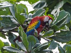 Tortuguero National Park Adventure 4D/3N