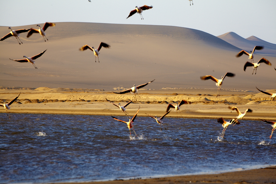 Paracas National Reserve