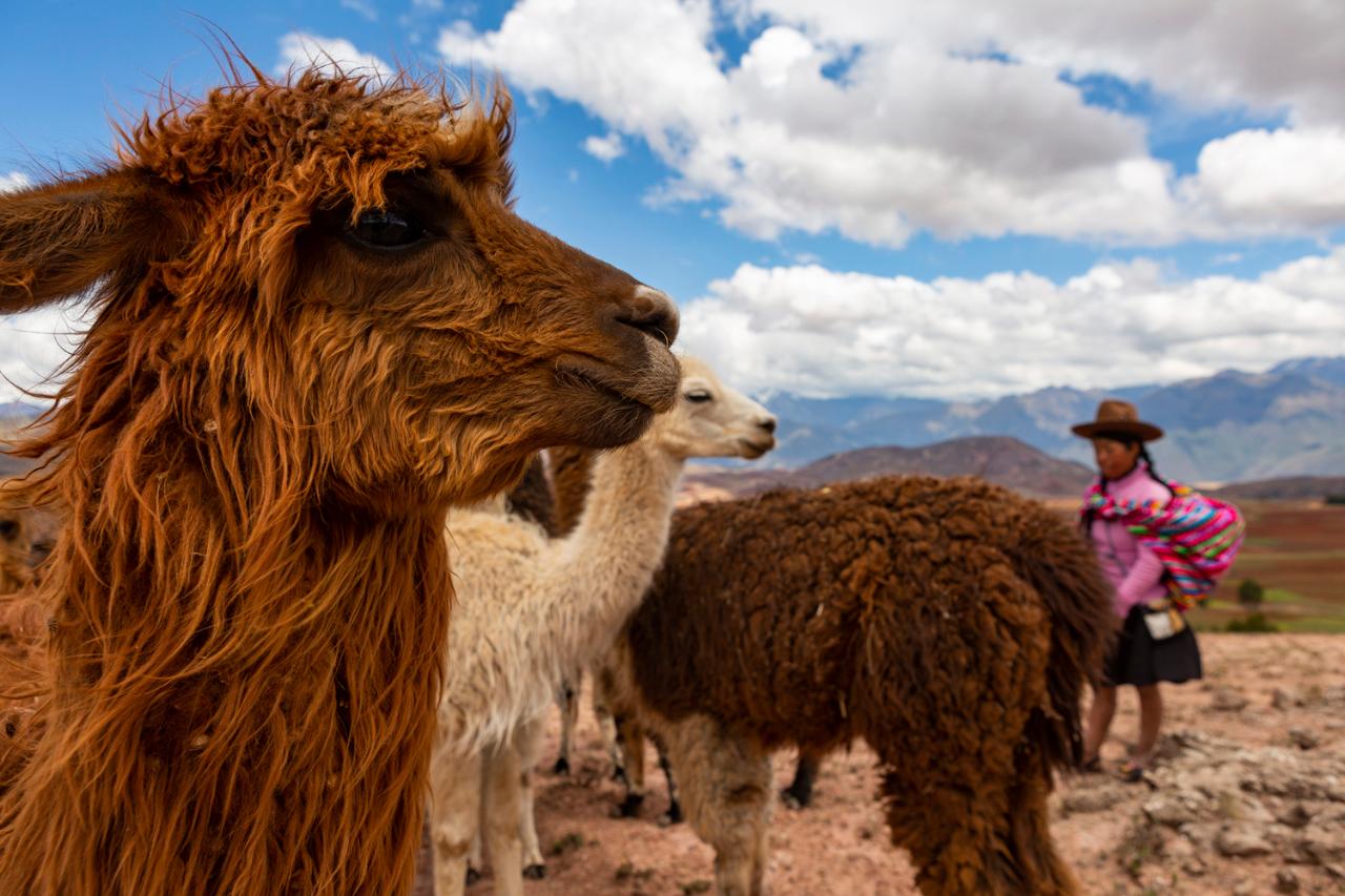 Sacred Valley: Llama Trek
