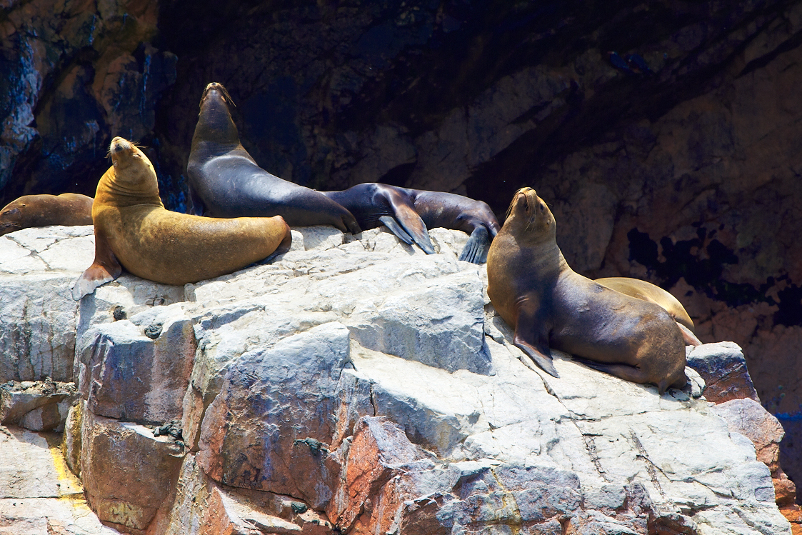 Ballestas Islands Tour Venturia Reservations