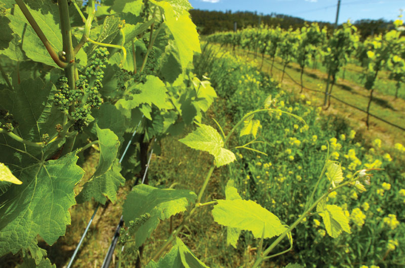 Tastes and Wines Tour