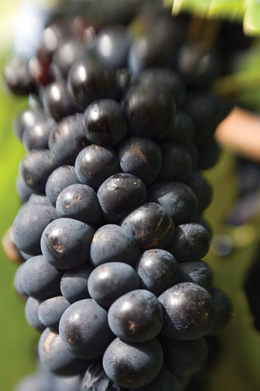 Great Expeditions: Tastes and Wines — Coal River Valley - Photo 8