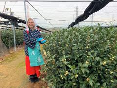 A woman in a traditional Japanese outfit and blue gloves smiles while picking tea leaves in a lush green tea field.