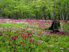 A meadow is filled with pink and white flowers, with a dead tree stump in the foreground and lush green trees in the background.
