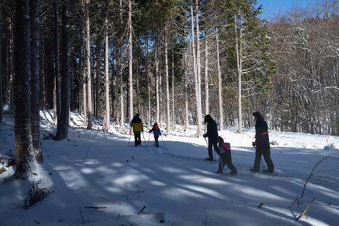 A group of people snowshoeing through a snowy forest on a sunny day.