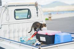 A tabby cat walks across a pink storage bin in the back of a white pickup truck, with a blue plastic basket of supplies in the foreground.