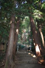 A stone staircase winds up through a lush forest, flanked by ancient trees and stone lanterns.