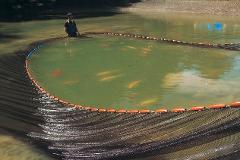 A person in waders stands in a pond as a large net full of fish is pulled out.