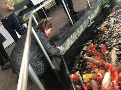 A woman feeds colorful koi fish in a pond as visitors observe.