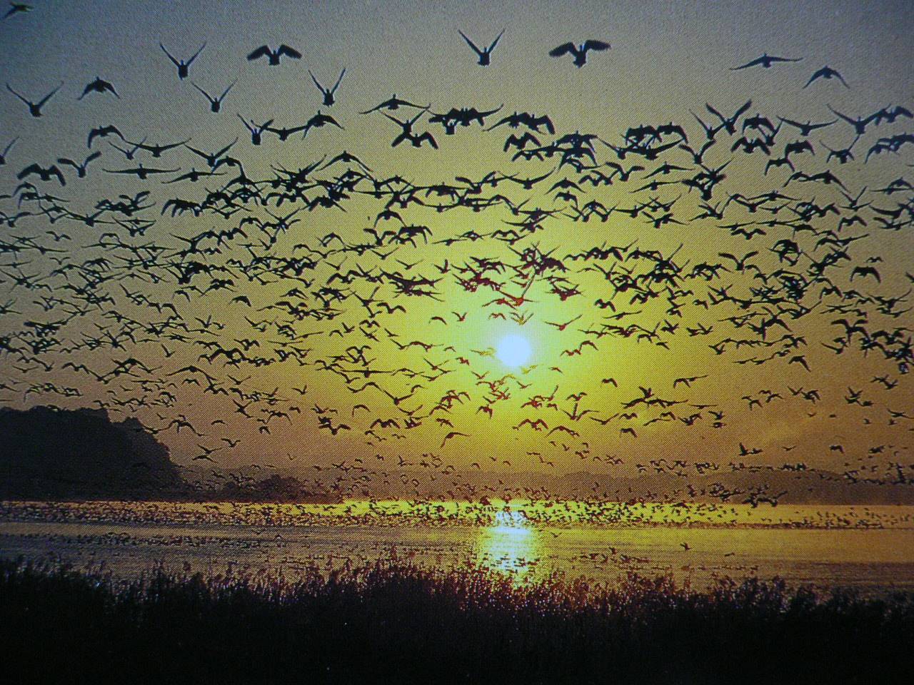 Daytime Tour of a Winter Bird Paradise