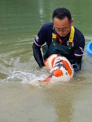 Professional breeder-guided Koi farm tour in the sanctuary of Nishikigoi A man in waders gently handles a large, colorful koi fish in a pond.