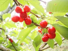 A cluster of vibrant red cherries hangs from a branch, surrounded by lush green leaves, capturing a close-up of nature's bounty.