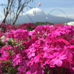 【JAPAN PANORAMIC TOURS】芝櫻與富士山之旅 / 芝桜と富士山ツアー
