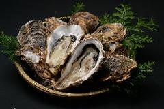 A platter of fresh oysters, some shucked open to reveal the glistening meat, is garnished with green sprigs and presented against a dark background.