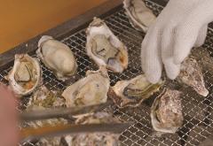 Raw oysters are being grilled on a wire rack, some with their shells open to reveal the meat, while a hand in a white glove and a pair of tongs manipulate them.
