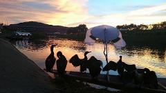A group of cormorants sit on a boat near a river at sunset, with a bridge and trees in the background.
